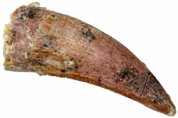 Serrated, Theropod (Deltadromeus?) Pre-Max Tooth - Morocco #238584